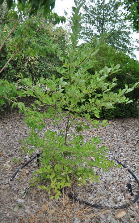 Possumhaw Viburnum