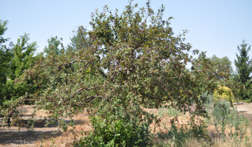 Prairifire Crabapple tree