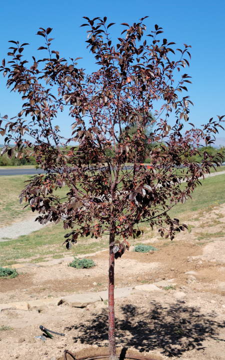 Prairifire Crabapple