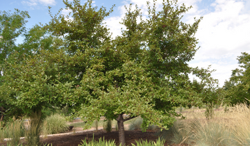 Profusion Crabapple Tree