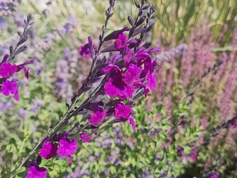 Sage Flowerkisser 'Dark Shadows'