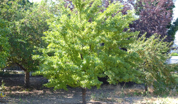 Radiant Crabapple tree