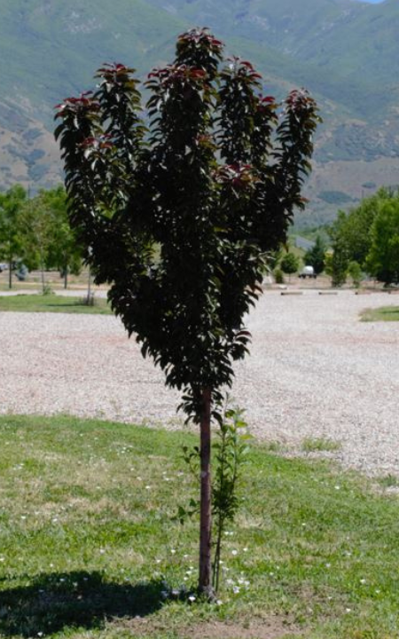 Raspberry Spear Crabapple tree