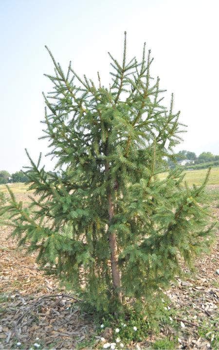 Red Tipped Norway Spruce