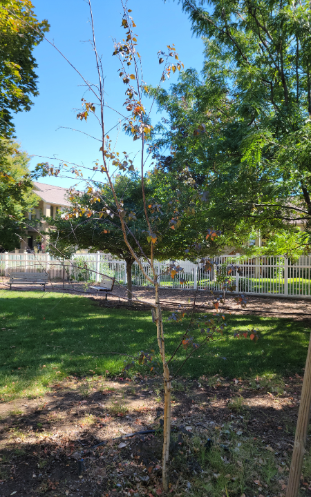 Renaissance Reflection Birch