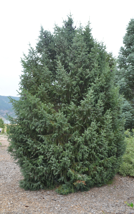 Riverside Serbian Spruce tree