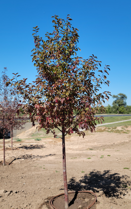 Royalty Crabapple tree