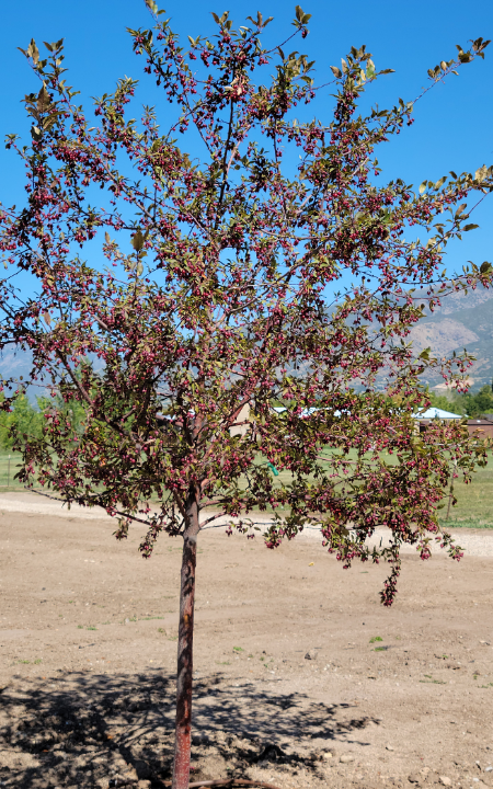 Ruby Dayze Crabapple