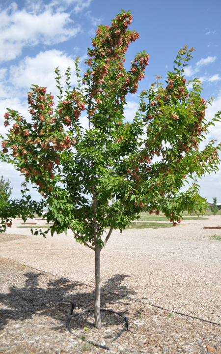 Ruby Slippers Amur Maple tree