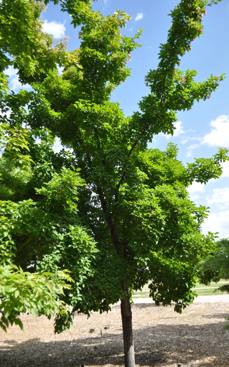 Rugged Charm Tatarian Maple tree