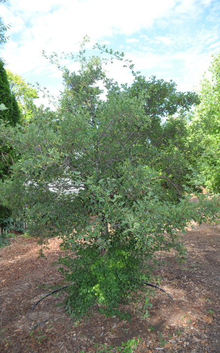 Russian Hawthorn tree