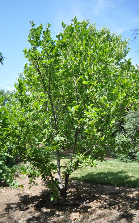 Rustica Rubra Saucer Magnolia tree
