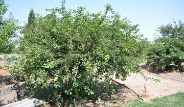 Sargent Tina Crabapple tree
