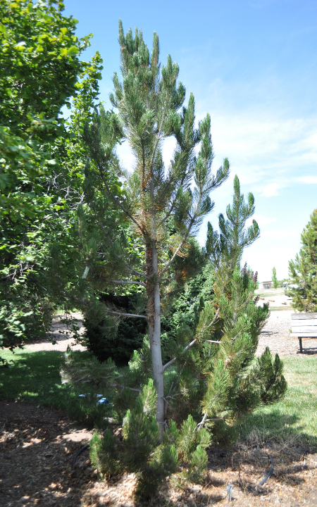 Satellite Bosnian Pine Tree