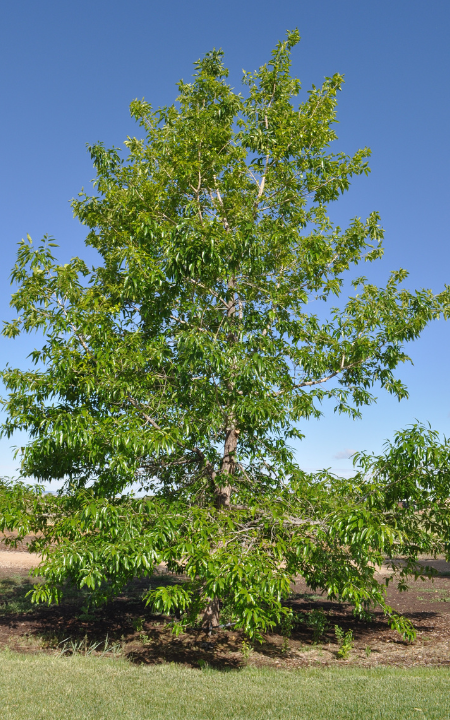 Sawtooth Oak
