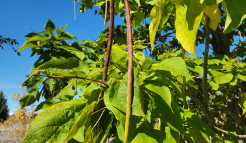 Heartland Catalpa seedpod
