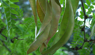 Imperial Honeylocust seedpod