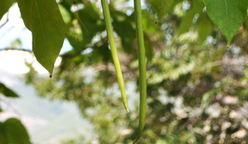 Northern Catalpa Seedpod