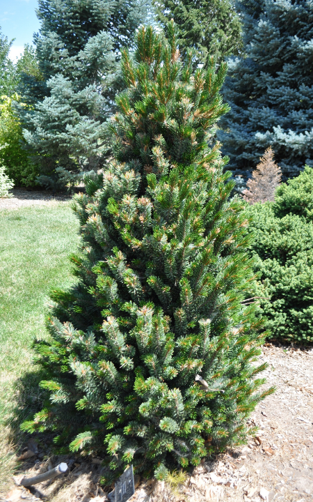 Sherwood's Dwarf Bristlecone Pine tree