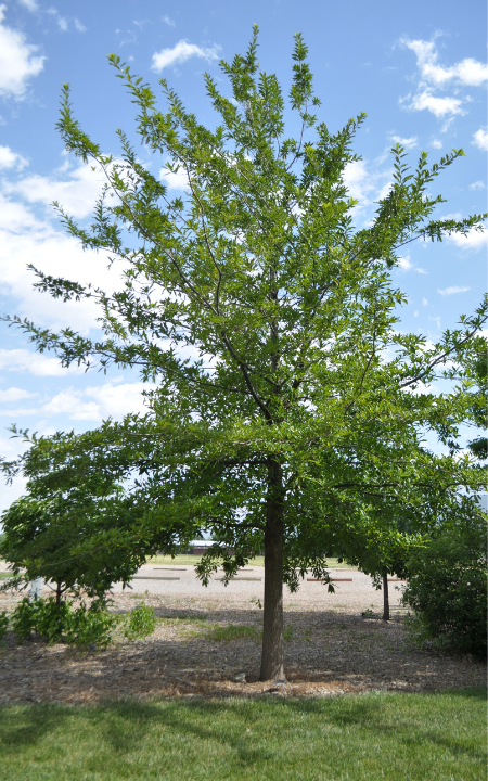 Shingle Oak tree