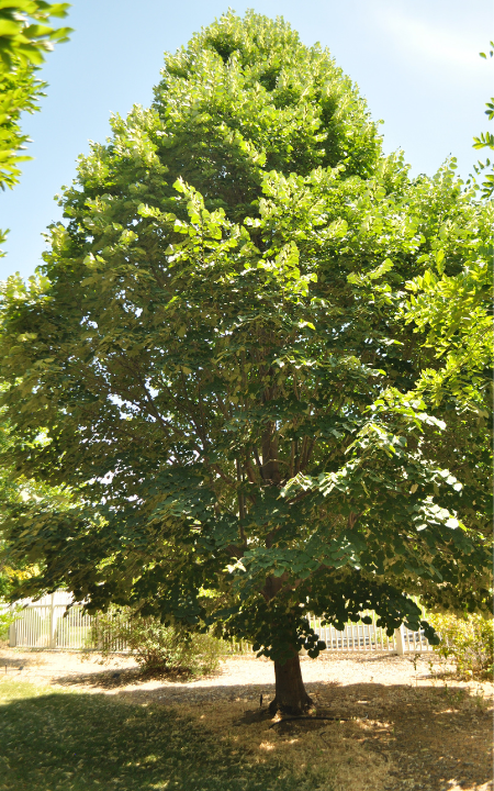 Silver Linden tree