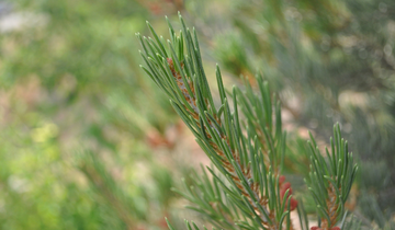 Close up of Singleleaf Pinyon Pine Needles