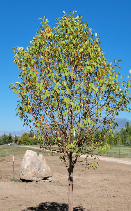 Starlite Crabapple