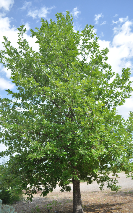 Swamp White Oak tree