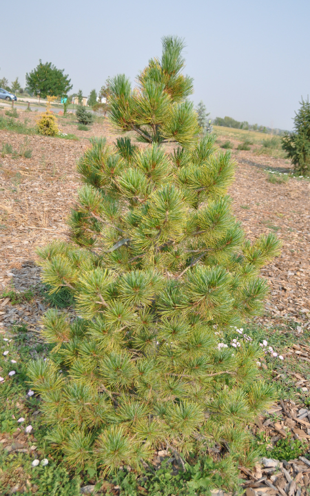 Swiss Stone Pine
