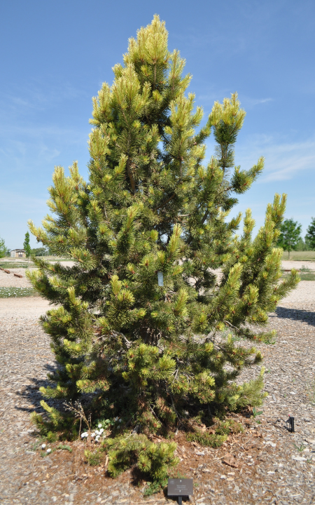 Taylors Sunburst Lodgepole Pine tree