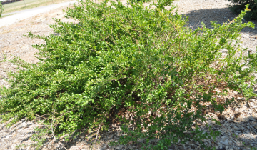 Texas Scarlet Flowering Quince