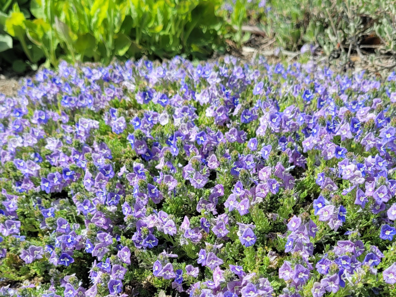 small violet blooms on thyme leaf veronica plant