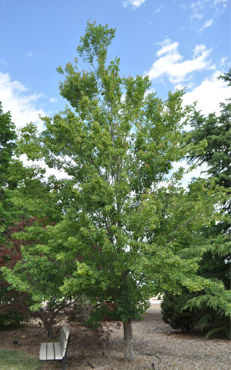 Pattern Perfect Tatarian Maple tree