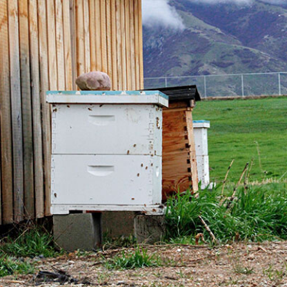 Honeybee hives
