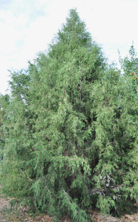 Utah Juniper tree
