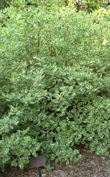 Variegated Red Twig Dogwood