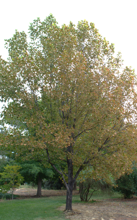 Variegated Tulip Tree