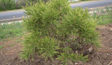 Von Martin Giant Sequoia