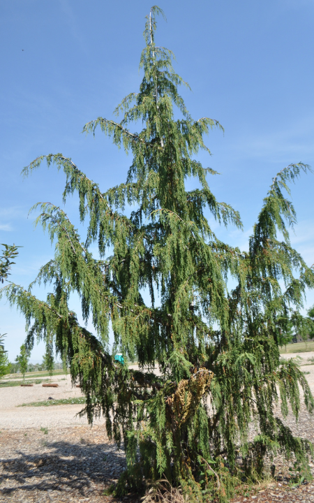 Weeping Alaska Cedar tree