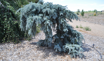 The Blues Weeping Blue Spruce tree