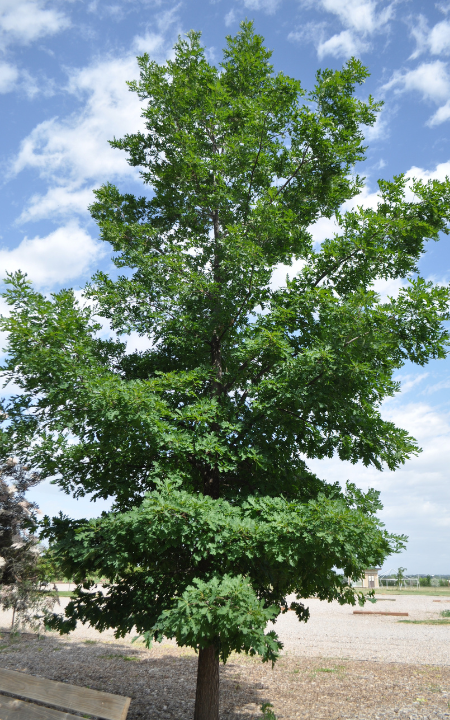 White Oak tree
