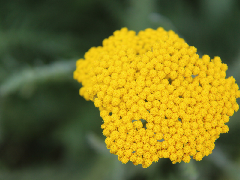 Yarrow 'Coronation Gold'