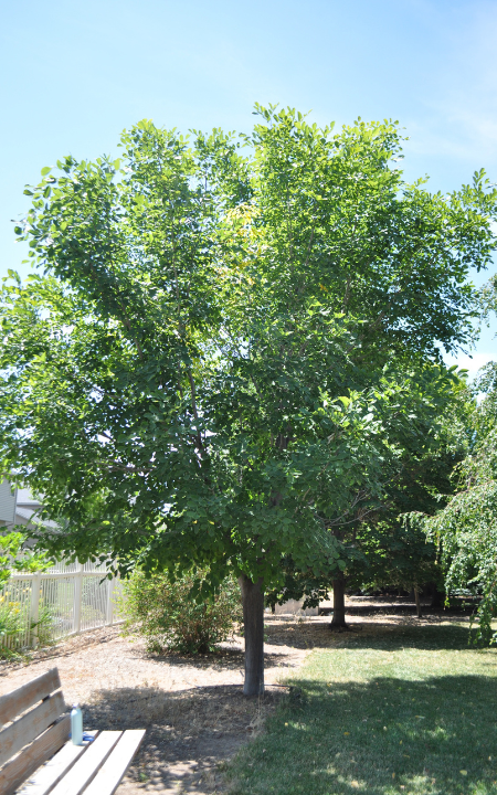 Yellowwood tree