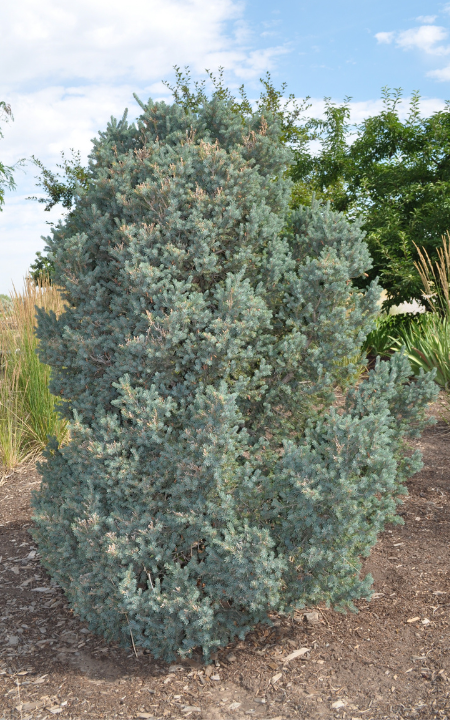 Yukon Blue White Spruce
