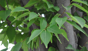 Close up of Greenvase Zelkova leaf