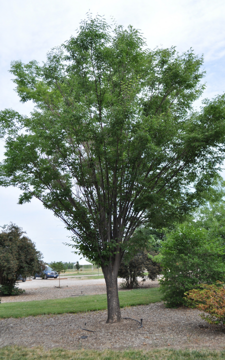 Greenvase Zelkova tree
