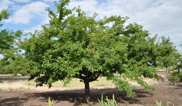 Zumi Calocarpa Crabapple Tree