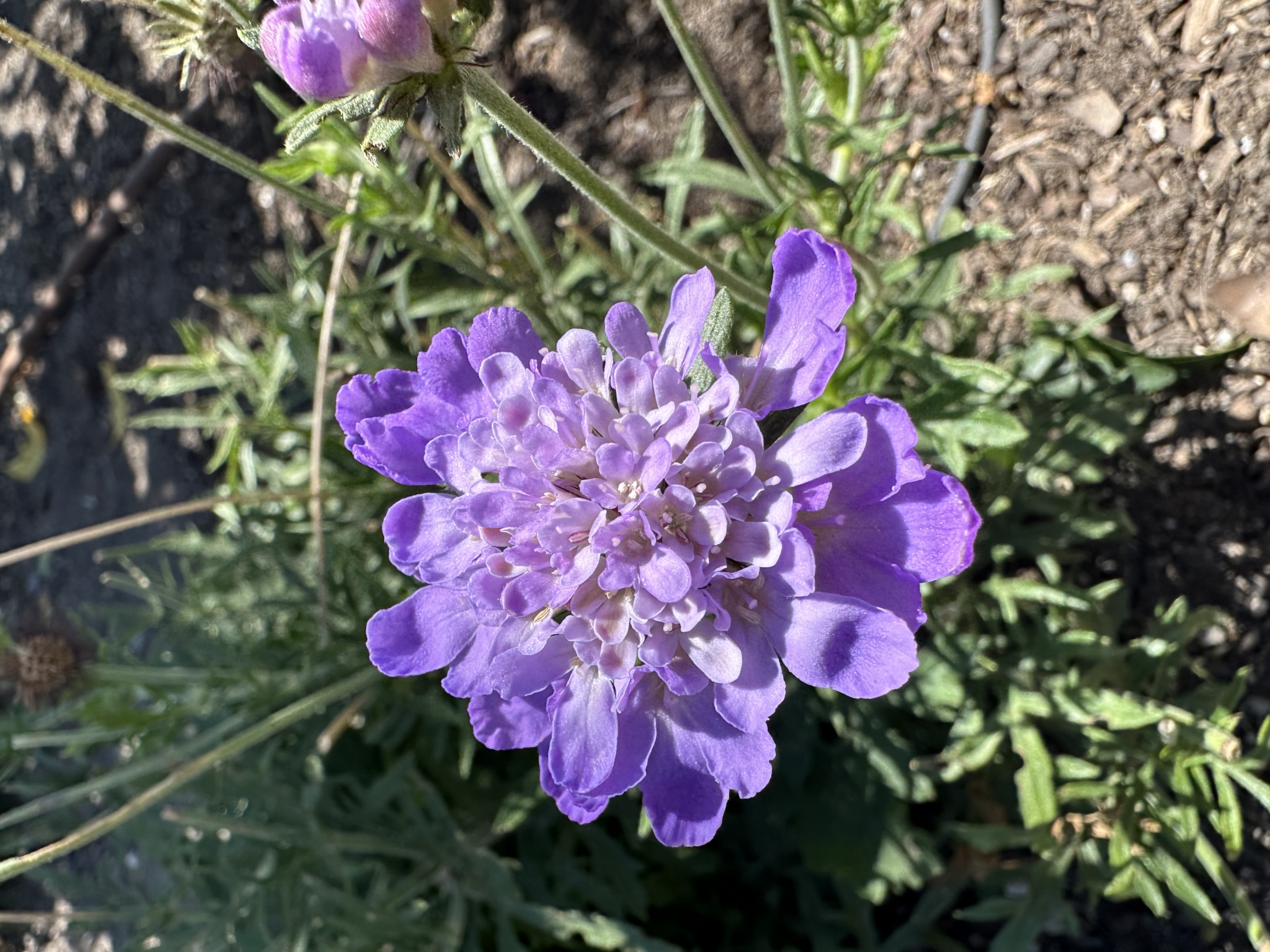 Mariposa Blue Scabiosa have delicate purple flowers with green foliage