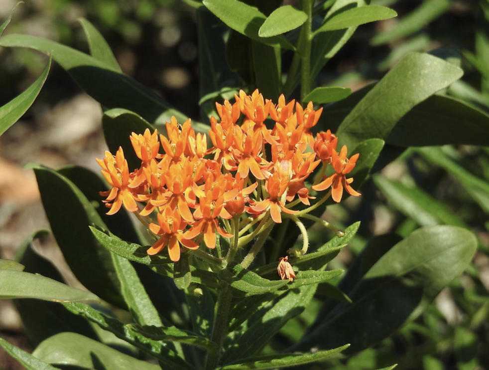 Butterfly milkweed have clusters of small, orange flowers.
