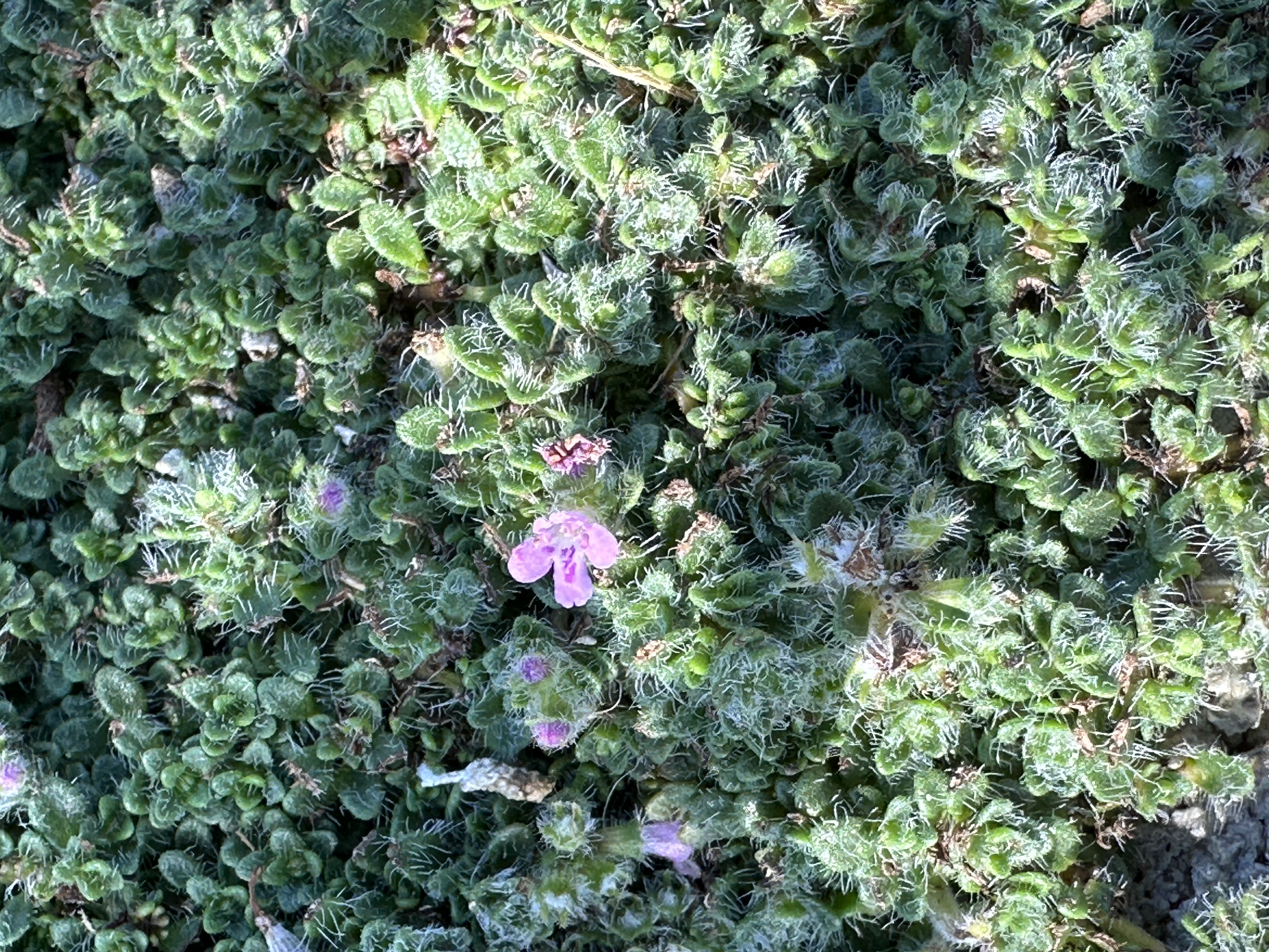 Creeping Thyme has tiny fuzzy leaves with tiny purple flowers.